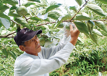 一つ一つポリ袋で包み、樹上で脱渋しています