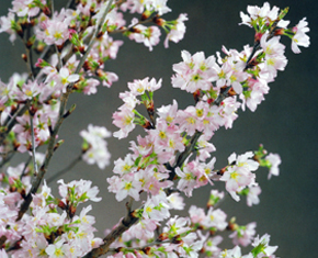 山形県の「啓翁桜（けいおうざくら）」