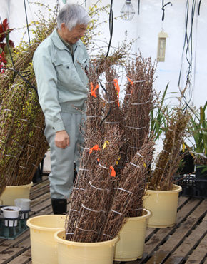 促成室で丁寧に管理し、きれいな花を咲かせる準備をします