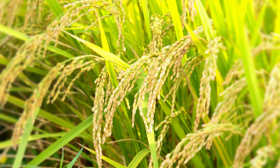 生産と安全対策・集荷・保管対策