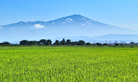 山形の稲作と自然 おいしいお米ができるまで