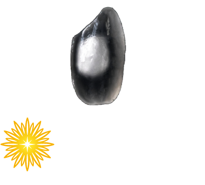 出羽燦々