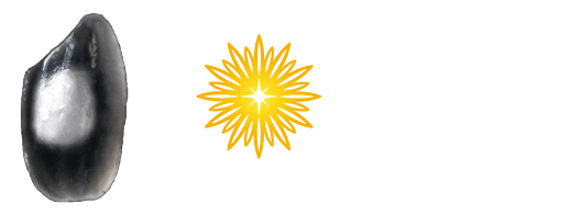 出羽燦々