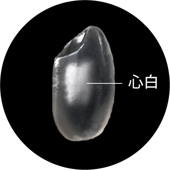 心白 写真